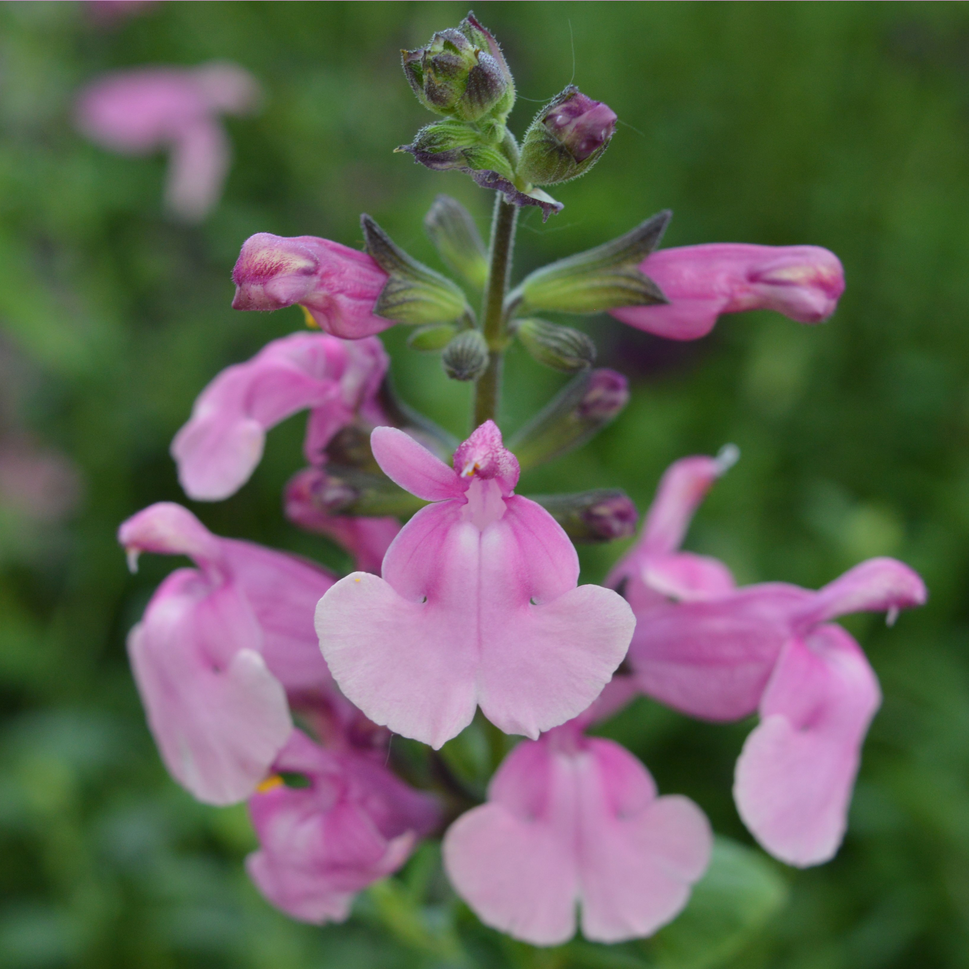 Salvia Krystle Pink